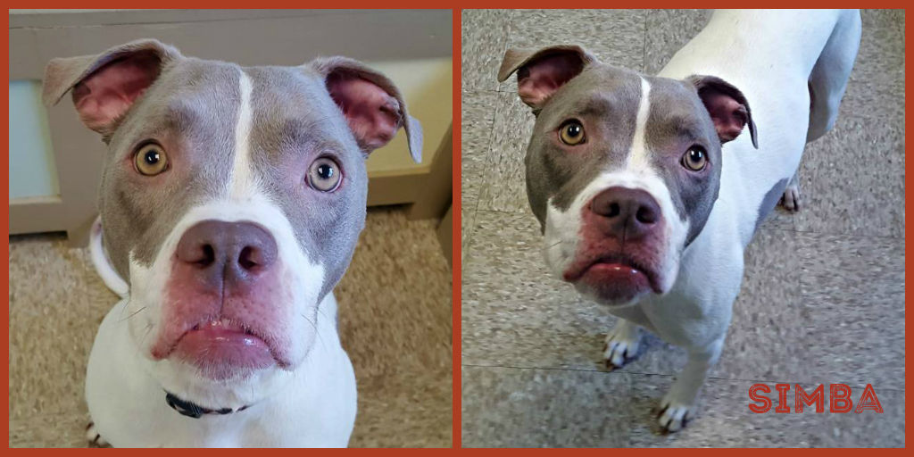 Simba - Wish Bone Canine Rescue